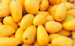 Organic Fresh Mangos Available at wholesale prices