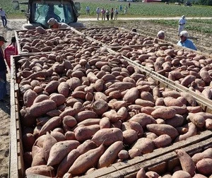 Organically Grown Sweet Potato/Fresh Sweet Potatoes