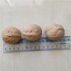 Original Xinjiang Walnuts Raw Walnuts In Paper Shell
