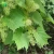Import Plant farm direct supply fruit seedling plant Sweet Jubilee Vitis vinifera from China