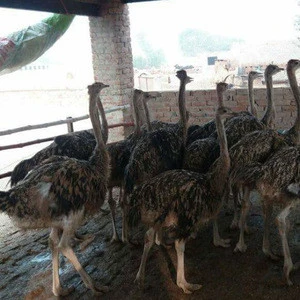Poultry Meat, Ostrich Ostrich Chicks, Eggs and Feathers For sale