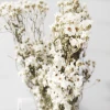 Preserved Flower Wholesale Preserved Foliage Preserved French white plum