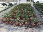 Professional manufacture cheap foliage plants natural plants ornamental adenium abesum mixed color flowers