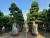 Import Professional manufacture cheap foliage plants natural plants ornamental ficus bonsai plants multi root from China