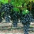 Import Promotional Top Quality Fruit Tree Grape Plant Seeds, Grape Seedlings For Sale from China