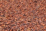 raw cacao beans / Top Quality Cacao Beans