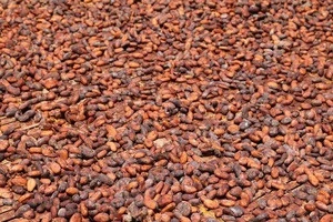 raw cacao beans / Top Quality Cacao Beans