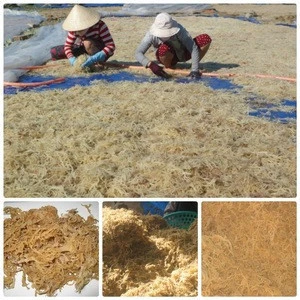 Seaweed suppliers/ DRIED GRACILARIA SEAWEED.