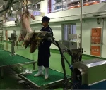 sheep meat skinning machine animal skin processing machine