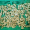 Shellfish frozen cooked yellow baby clam meat for sale