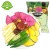 Import Shinong Vacuum bag 40g/bag wholesale organic mixed dried vegetables snack from China