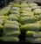 Import soft foam packing material for apple,mango,melon, papaya, kinds fruits net from China