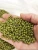 Import Sortex Quality Dried Green Mung Beans Wholesale Price from Uzbekistan