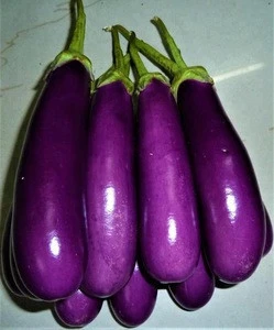 South African Fresh Vegetable Brinjal / Eggplant / Aubergine for export.