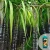 Sugarcane Fertilizer Boostamax 2 Fruiting Phase
