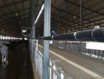 The Sprinkler System Quickly Cools Down Cows When They Eat