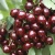 Import TOF QUALITY Fresh Sweert Healthy Fruit Benefits Cherries from South Africa