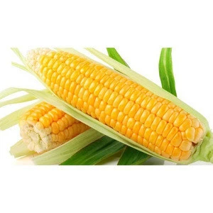 Top sale  Fresh Yellow Maize/ corn