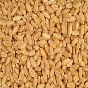 Wheat/ Grade 1/Milling Wheat, Feed Wheat, Buckwheat, Rye