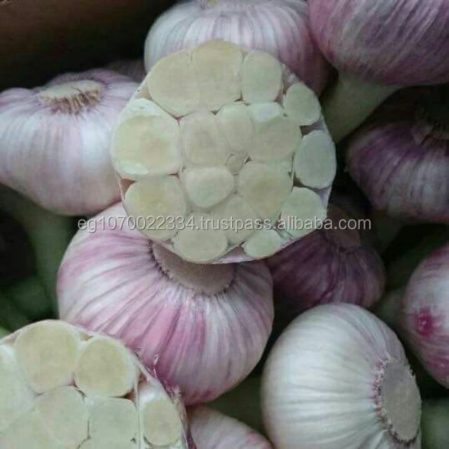 White Common Fresh Garlic 2020