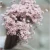 Import Wholesale Hot sale in 2020 Eheap Real Preserved flowers Artificial flowers and Dried flowers Mini star daisy for Decoration from China