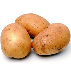 wholesale potatoes export potato