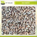 Winter Rye / Rye Grain for Sale