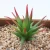 Import YiWu-OYUE Artificial Succulent Plants from China
