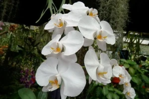 Moth Orchid / Phalaenopsis