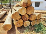 Factory Price Bilinga Logs