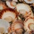 Import Processed unshelled scallops Meat from Hungary