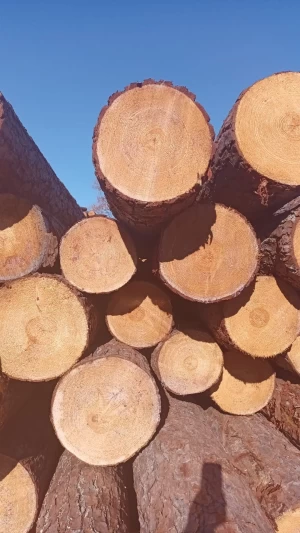 LOGS AND LUMBER