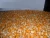 Import Yellow Corn Non GMO Ready For Shipment from USA