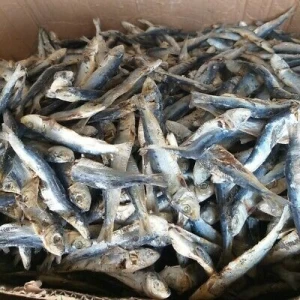 Premium Quality Seafood Dried Sprat Anchovy Fish for Wholesale Purchase
