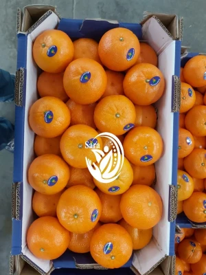 Fresh Mandarin wholesale