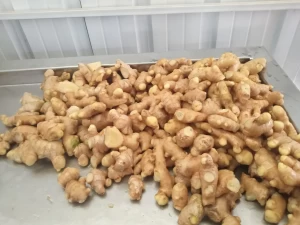 Fresh Ginger Wholesale Exporter Ginger Price In Thailand