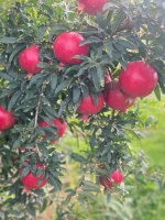 Pomegranate