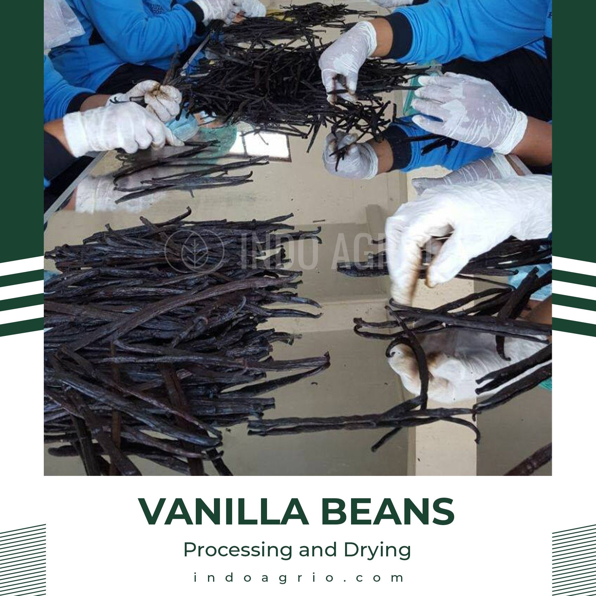 Buy Vanilla Beans Vanilla Planifolia Indonesian Best Vanilla Pods