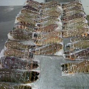 Frozen Lobster Tails Prices
