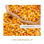 Yellow Maize Corn - YELLOW CORN - from UKRAINE / PRICE 2020 /