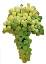 Tempranillo Blanco GRAPE