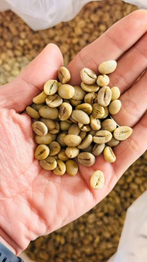 Robustha Coffee Beans