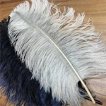 Ostrich Feathers for sale
