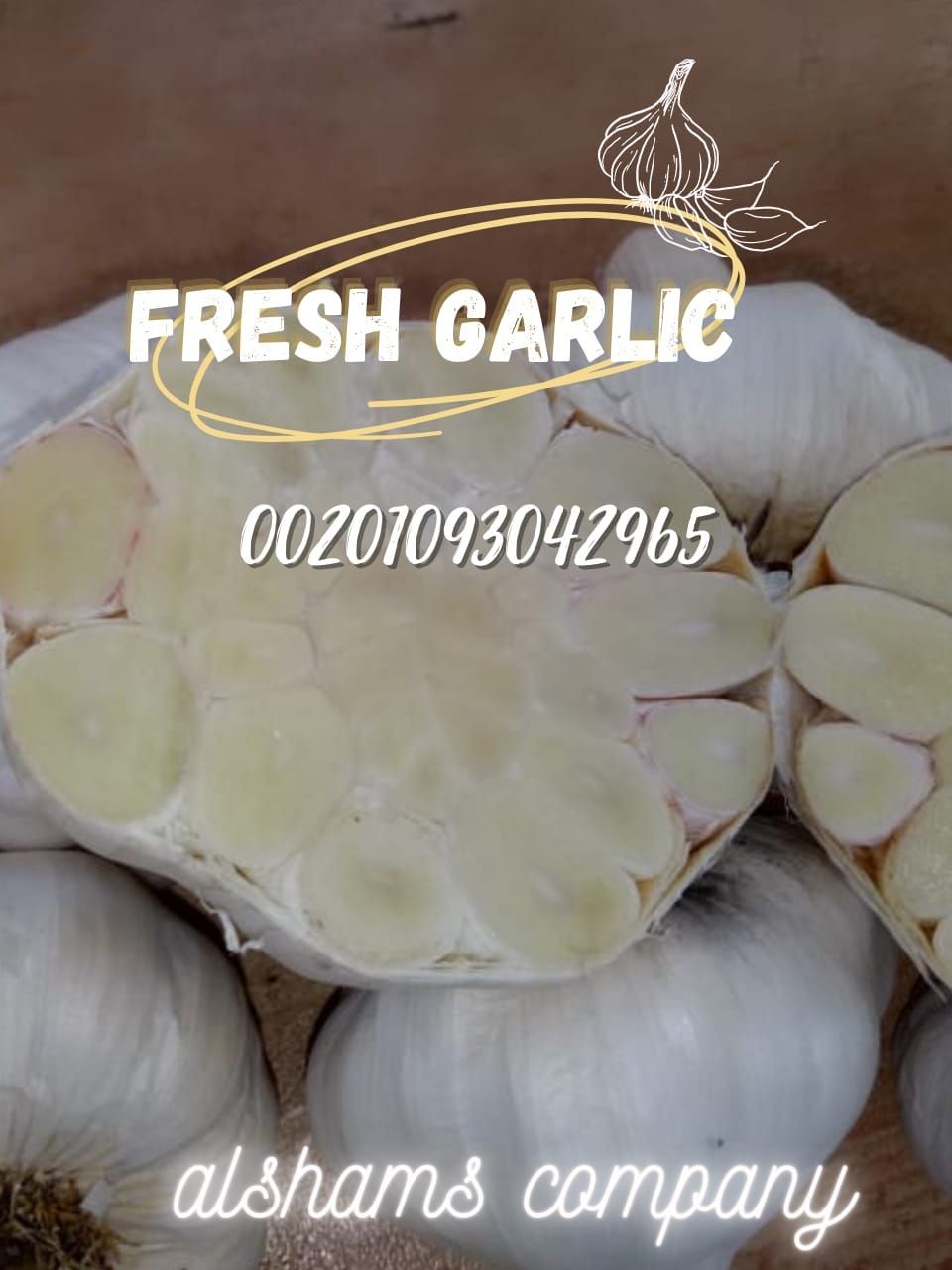 Buy Fresh Garlic from Al Shams Company, Egypt