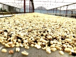 Coffee Bean