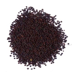 Fresh Mustard Seeds for Bulk Supply to Enhance Oil Extraction and Nutritional Additives for Food Industry
