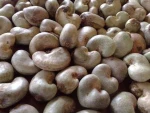 RAW CASHEW NUTS IN SHELL
