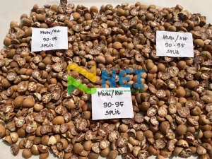 Betel Nut / Areca Nut