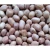 Import TJ Groundnut Peanut Seeds from India