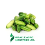 Bangladeshi Organic Green Vegetable Fresh Pointed Gourd Bulk Supply from Firm Similar to Cucumber Type
